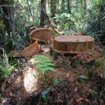 Kauri abattu