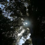 Kauri, les rois de la forêt