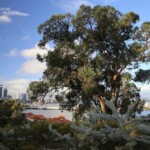 Jardin botanique de Perth