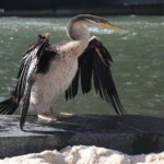 Anhinga d'Australie