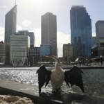 Anhinga d'Australie
