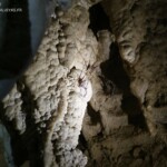 Weta, Aranui cave