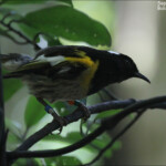 Hihi de Nouvelle-Zélande mâle, stitchbird, Kapiti Island