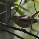 Hihi de Nouvelle-Zélande femelle, stitchbird, Kapiti Island