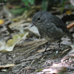 Miro de Garnot, North island robin, Kapiiti Island