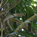 Perruche de Sparrman, red crowned parakeet, Kapiti Island
