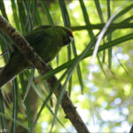 Perruche de Sparrman, red crowned parakeet, Kapiti Island