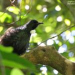 Tui, Kapiti Island