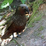Kaka, nestor superbe, toujours à l'affût d'un pique-nique ! Kapiti Island