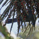 Glaucope de Wilson, North Island Kokako, Kapiti Island