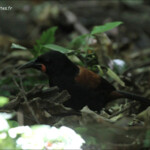 Créadion de Lesson, North island saddleback, Kapiti Island
