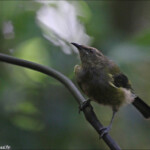 Méliphage carillonneur, bellbird, Kapiti Island