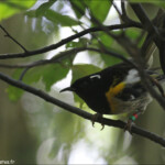 Hihi de Nouvelle-Zélande mâle, stitchbird, Kapiti Island