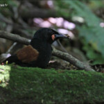 Créadion de Lesson, North island saddleback, Kapiti Island