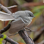 Rhipidure gris, Réserve naturelle d'Ellis Brook Valley