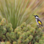 Méliphage fardé, Réserve naturelle d'Ellis Brook Valley
