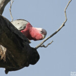 Cacatoès rosalbin, Réserve naturelle d'Ellis Brook Valley