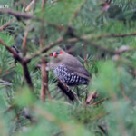 Diamant oculé, Réserve naturelle d'Ellis Brook Valley