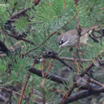 Séricorne à sourcils blancs, Réserve naturelle d'Ellis Brook Valley