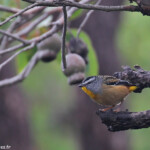 Pardalote pointillé, Réserve naturelle d'Ellis Brook Valley