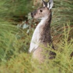 Kangourou gris, réserve naturelle d'Ellis Brook