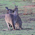 Kangourou gris, réserve naturelle d'Ellis Brook