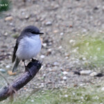 Gérygone à queue blanche, Réserve naturelle d'Ellis Brook Valley