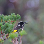 Méliphage de Nouvelle-Hollande, Réserve naturelle d'Ellis Brook Valley