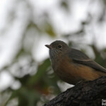 Siffleur à vente roux, Réserve naturelle d'Ellis Brook Valley