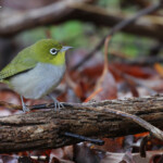 Zostérops à dos gris, Réserve naturelle d'Ellis Brook Valley