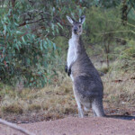 Kangourou gris, réserve naturelle d'Ellis Brook