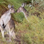 Kangourou gris, réserve naturelle d'Ellis Brook