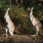 Kangourou gris, réserve naturelle d'Ellis Brook