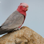 Cacatoès rosalbin, Désert des Pinacles