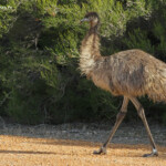 Emeu au bord de la route
