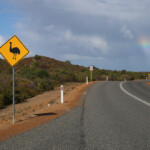 Attention aux émeus !!