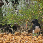 Rhipidure hochequeue au bord de la route
