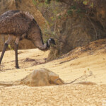 Mon premier émeu, dans le désert des Pinacles