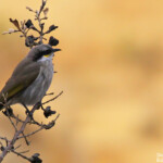 Méliphage chanteur, passereau commun dans le désert des Pinacles