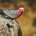 Cacatoès rosalbin, Désert des Pinacles