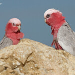 Cacatoès rosalbin, Désert des Pinacles