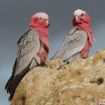 Cacatoès rosalbin, Désert des Pinacles