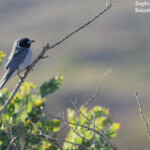 Langrayen masqué, Cape Range National Park