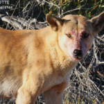 Dingo, Cape Range National Park
