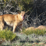 Dingo, Cape Range National Park