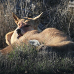 Dingo, Cape Range National Park