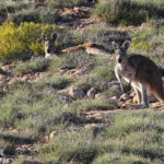 Wallaroo, Cape Range National Park