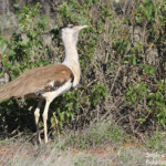 Outarde d'Australie, Cape Range National Park