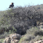 Aigle d'Australie, Cape Range National Park