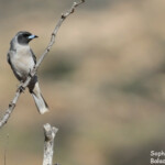 Langrayen masqué, Cape Range National Park